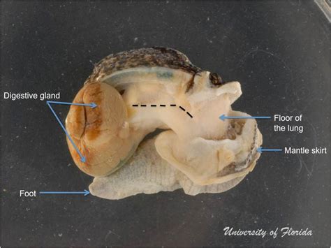 Snail Dissection Terrestrial Mollusk Tool