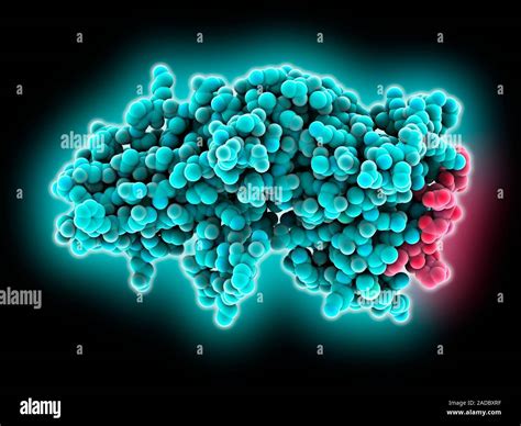 Ap Clathrin Adapter Appendage Complex Computer Model Showing The