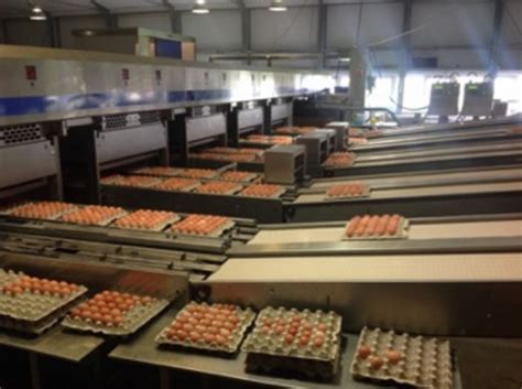 Poultry Processing Solutions In Russia Dutch Poultry Tech