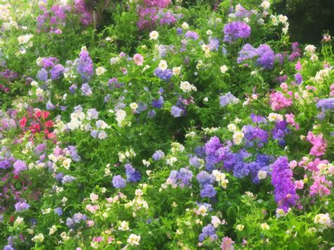 Difference Between Annuals And Perennials