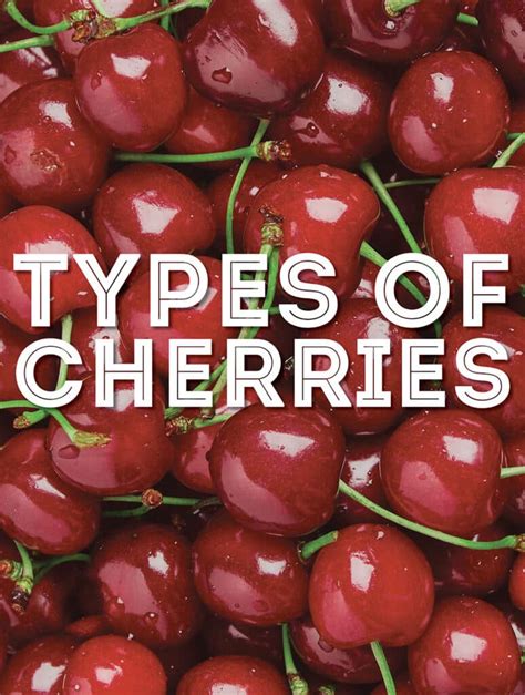 43 Types Of Cherries With Photos Live Eat Learn