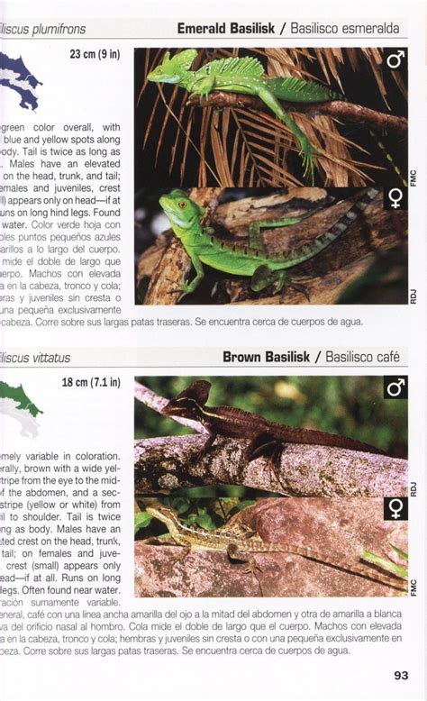 Amphibians And Reptiles Of Costa Rica Anfibios Y Reptiles De Costa