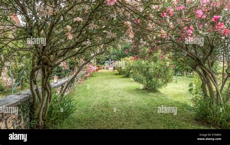 Garden In Spring Trees And Flowers Stock Photo Alamy