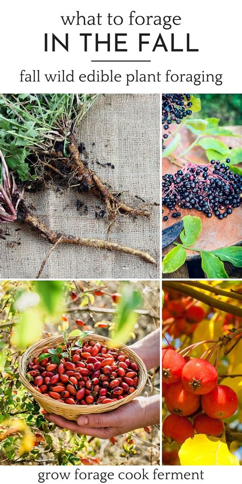 Medicinal Wild Plants Medicinal Weeds Edible Wild Plants Wild Food