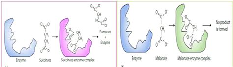 The binding of succinate (a) and malonate (b) to succinate ...