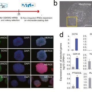 Generation And Characterization Of Human Ipscs A Workflow Of The