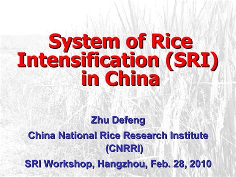 The System Of Rice Intensification Ppt