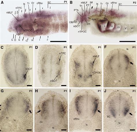 Whole Mount In Situ Hybridization A B And Sections Of The Same Heads