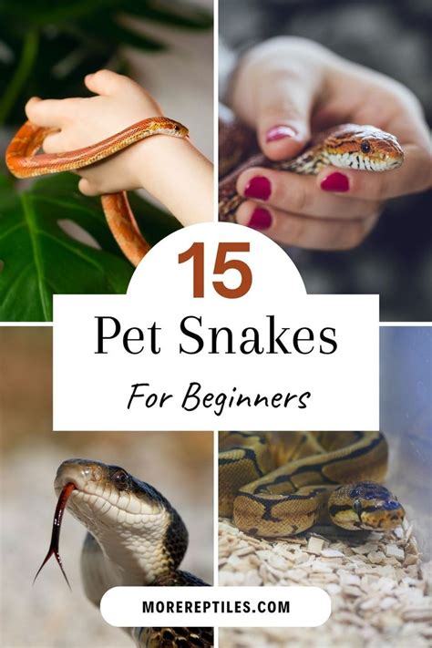 Beginners Guide To Pet Snakes