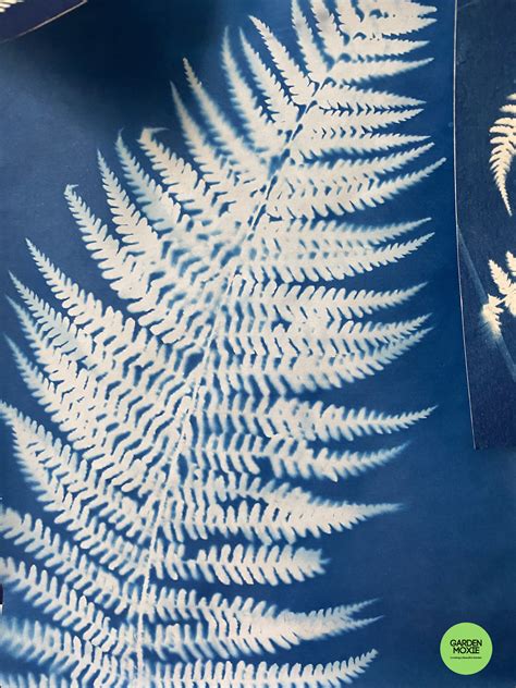 How To Make Cyanotypes Sun Prints Cyanotype Prints