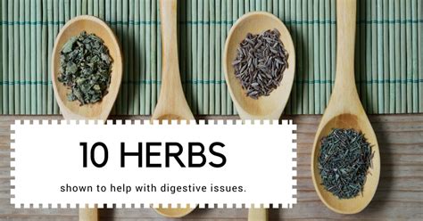 Herbs To Improve Gut Health And Digestion Gardening Channel