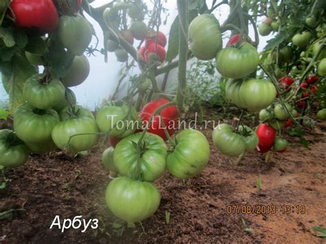 Томат Арбуз: описание сорта, ОТЗЫВЫ, фото | tomatland.ru