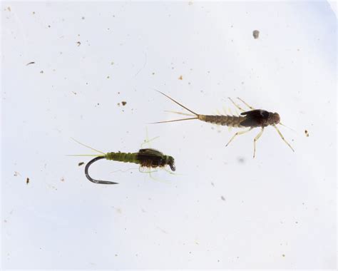 Baetis And Baetis | Ben Lupton | Flickr