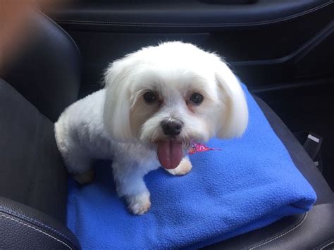 Pin by Ross Mcgregor on Bobo | Dogs, Animals, Bobo