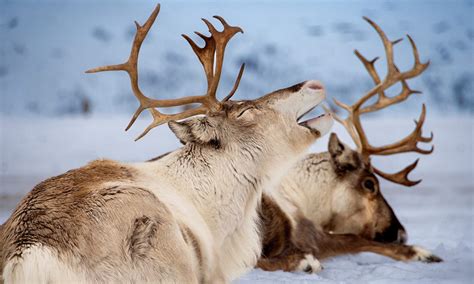 Arctic Reindeer Encounter - Arctic TreeHouse Hotel