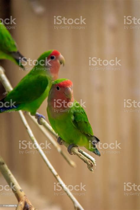 Parrot Bird In The Zoo Colored Parrots In The Zoo Birds In Captivity ...