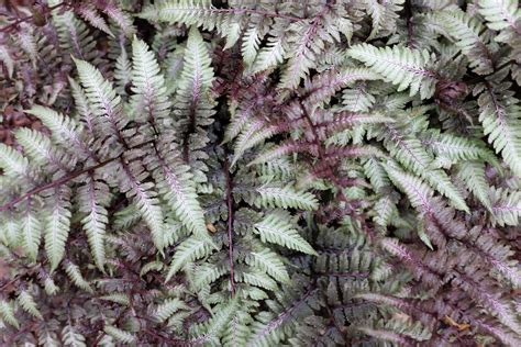 Athyrium niponicum 'Pictum'