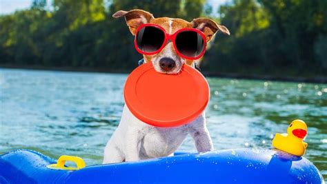 Keep Your Pets Safe In The Summer Heat Tracy Animal Hospital