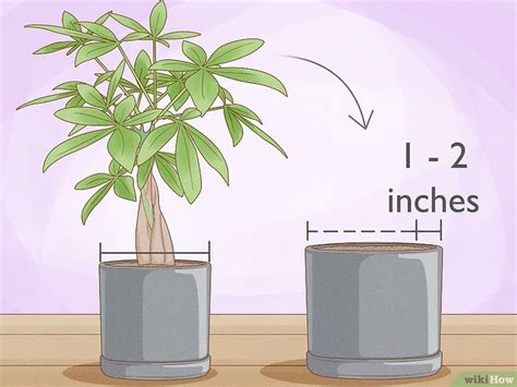 How To Propagate A Money Tree 3 Simple Methods