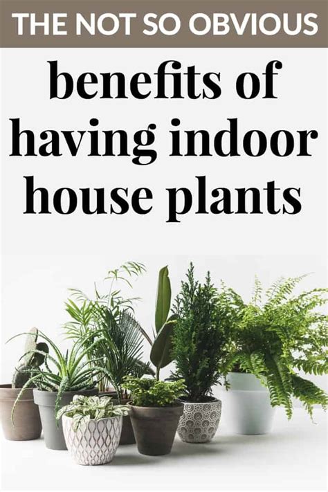 The Not So Obvious Benefits Of Having Indoor House Plants Mommy Moment