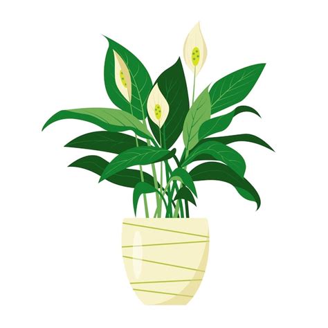 Plante De Lys De Paix Ou De Spathiphyllum Plante D Int Rieur D Corative