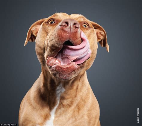 Photographer Ty Fosters Project Shows Dogs Licking Tongues Out