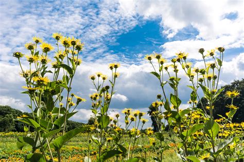 Elecampane Benefits: An Effective Herbal Remedy for All Walks of Life – HerbEra