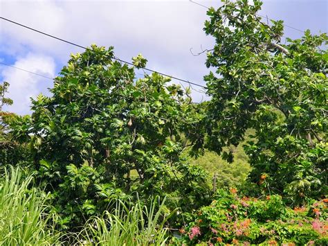 Breadfruit A Treasured Part Of Caribbean Food Culture Caribbean And Co