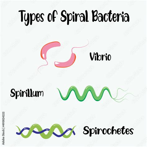 Morphology Of Spiral Bacteria Stock Vector Adobe Stock