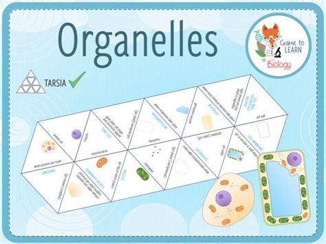 Organelles Tarsia KS3 4 Teaching Resources