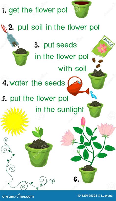 Steps To Grow A Plant