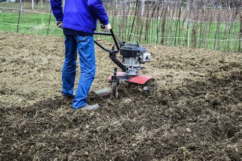 Plantando Batatas Sob O Trator Walkbehind Foto Premium