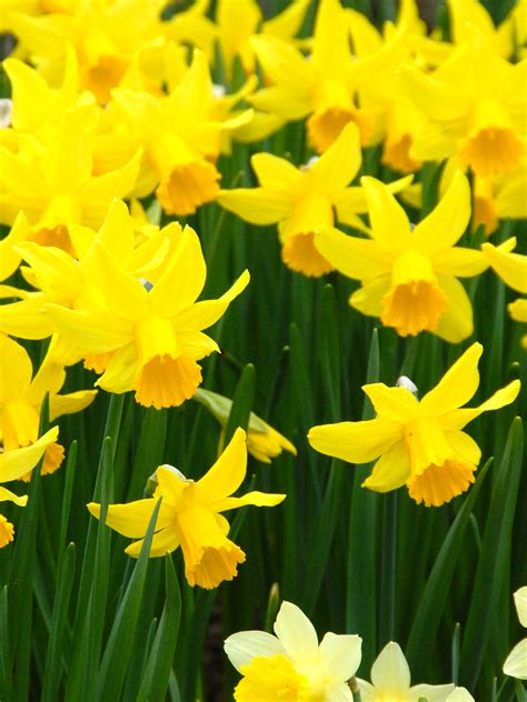 Buy Mini Daffodil Bulbs February Gold Dutchgrown™