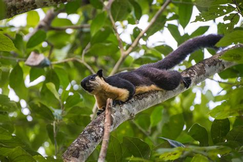 Black Giant Squirrel | Sean Crane Photography