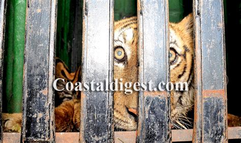 Mysore: Man-eater tiger caught finally | coastaldigest.com - The ...