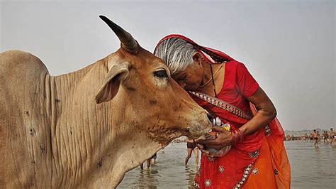 Animales Sagrados Descubre 5 Que Son O Fueron Sagrados En Otras Culturas