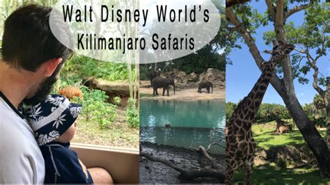 Kilimanjaro Safaris ⋆ The Pike's Place