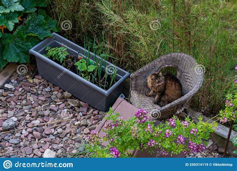 Big Cat Sitting On A Wicker Chair In The Garden Stock Image Image Of