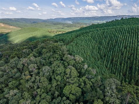 Florestas Plantadas O Futuro Da Bioeconomia Apre Florestas