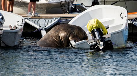 Norway Kills Freya A 1 300 Pound Walrus Who Delighted Onlookers The