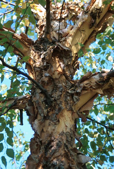 Betula Nigra Heritage Betula Nigra Heritage Van Den Berk Pépinières