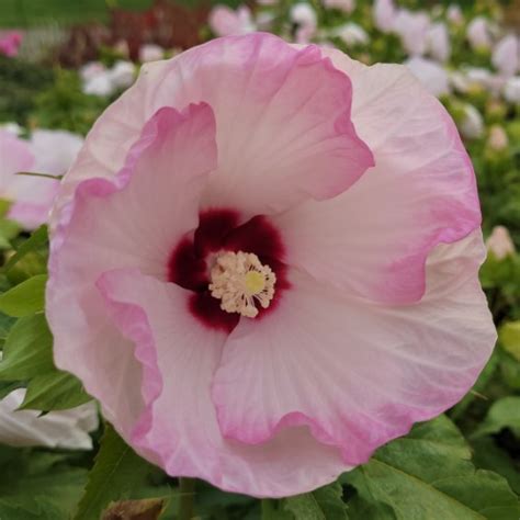 HIBISCUS PERENNIAL ROSE MALLOW Ballet Slippers SUMMERIFIC Rose