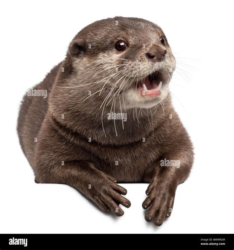 Otter Cut Out Stock Images And Pictures Alamy