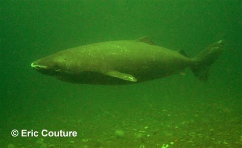 Polar Seas Greenland Shark