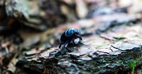 Pests On Trees You Need To Know And How To Get Rid Of Them