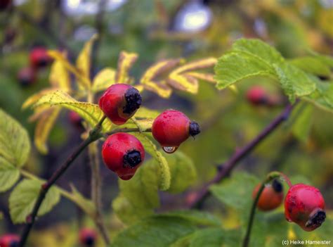HDR-Germany | Balmoral