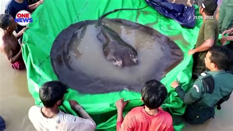 Ikan Pari Seberat Kg Ditemui Di Sungai Mekong Youtube