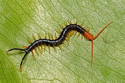 Do Centipedes Bite? | The Family Handyman