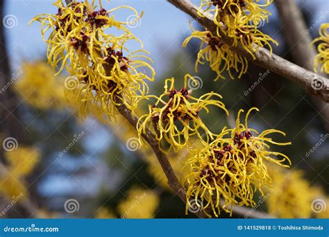 Witch Hazel That Yellow Beautiful Flowers Bloom Early Spring Stock