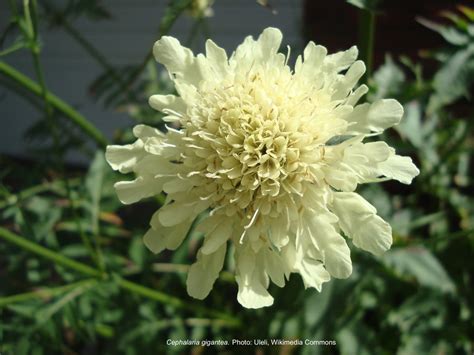 A Mystery Perennial Laidback Gardener